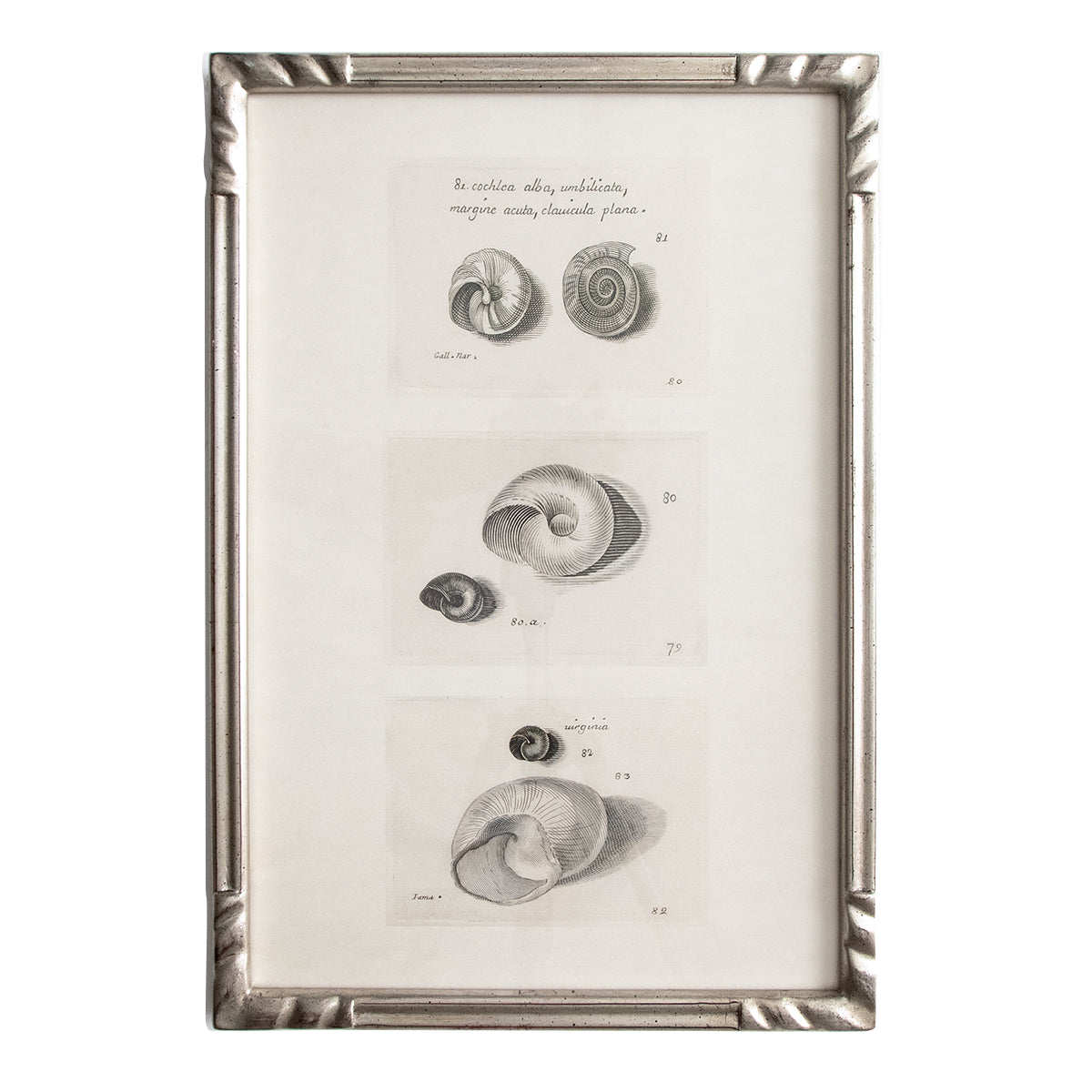 33×48.5cm フレーム Antique Silver Study of Shells