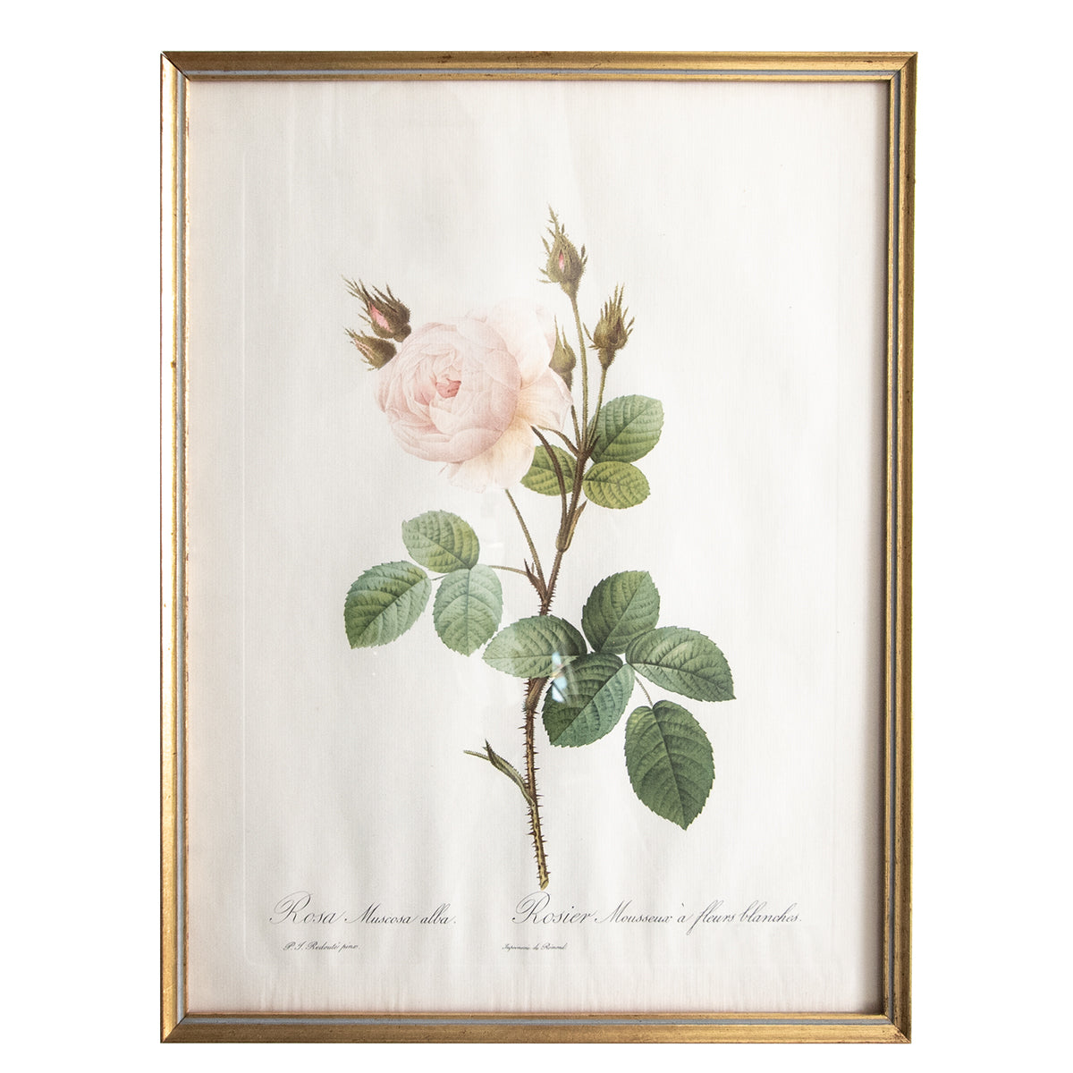 31.5×41.5cm アンティーク フレーム Gold Rose Garden Pink
