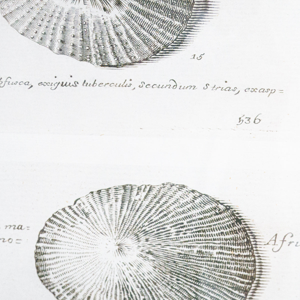 33×48.5cm フレーム Antique Silver Study of Shells